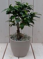Bonsai Ficus microcarpa taupe pot 30 cm