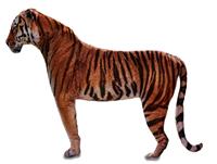 Giftdecor Formkissen Tiger 72 X 48 Cm Samt Braun