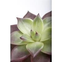 Echeveria Mix