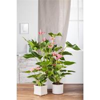 Flamingoblume, rosa