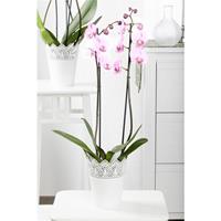 Tomgarten Rosa Orchidee