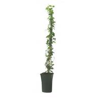 Plantenwinkel.nl Klimop Hedera Hibernica 90 cm klimplant