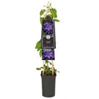 Plantenwinkel.nl Grootbloemige Clematis Esther PBR 75 cm klimplant