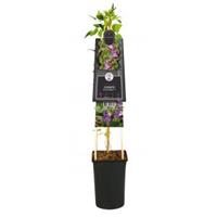 Plantenwinkel.nl Kleinbloemige Clematis Prince William PBR 75 cm klimplant