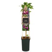 Plantenwinkel.nl Kleinbloemige Clematis Viticella Queen Mother PBR 75 cm klimplant