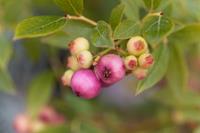 Tuinplant.nl Roze bosbes