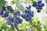 Tuinplant.nl Blauwe bosbes