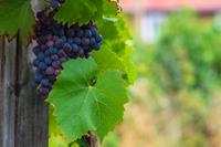 Tuinplant.nl Blauwe druif