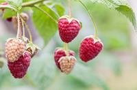 Tuinplant.nl Paarse herfstframboos