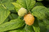 Tuinplant.nl Gele framboos