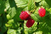 Tuinplant.nl Rode zomerframboos