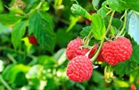 Tuinplant.nl Doornloze herfstframboos