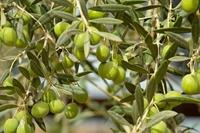 Tuinplant.nl Olijfboom op stam