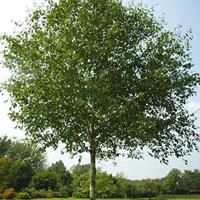 Witte berk op stam