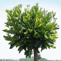 Tuinplant.nl Bolplataan