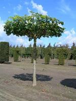 Tuinplant.nl Dakboom Spaanse aak