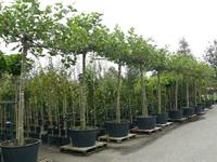 Tuinplant.nl Dakplataan