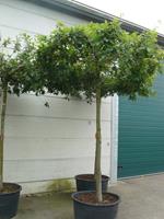 Tuinplant.nl Dakeik