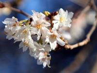 Tuinplant.nl Japanse sierkers op stam