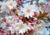 Tuinplant.nl Japanse sierkers op stam