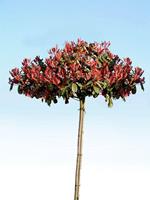 Tuinplant.nl Dakboom glansmispel