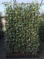 Tuinplant.nl Klimop Kant en klaar haag