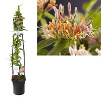 Tuinplant.nl Groenblijvende kamperfoelie