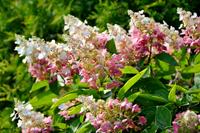 Tuinplant.nl Pluimhortensia op stam