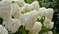 Tuinplant.nl Pluimhortensia op stam