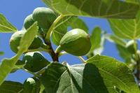 Tuinplant.nl Vijgenboom op stam