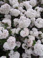 Tuinplant.nl Sneeuwbal op stam