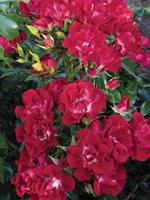 Tuinplant.nl Rode treur Stamroos