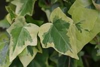 Tuinplant.nl Klein bladige klimop