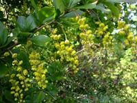 Tuinplant.nl Zuurbes