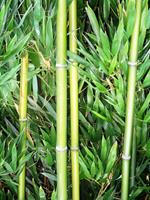 Tuinplant.nl Hotei-bamboe