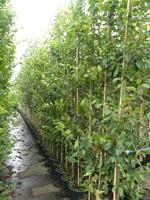 Tuinplant.nl Beveerde beukenboom