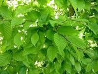 Tuinplant.nl Beveerde beukenboom