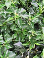 Tuinplant.nl Struik hedera