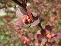 Tuinplant.nl Zuurbes
