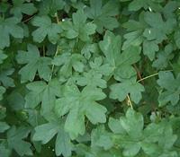 Tuinplant.nl Spaanse aak boom