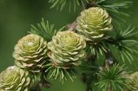 Japanse larix