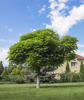 Tuinplant.nl Catalpa boom