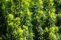 Tuinplant.nl Gele smal opgaande taxus