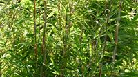 Tuinplant.nl Niet woekerende bamboe