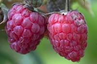 Tuinplant.nl Framboos