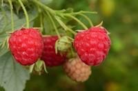 Tuinplant.nl Framboos