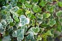 Tuinplant.nl Kleinbladige klimop