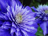 Tuinplant.nl Bosrank