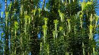 Tuinplant.nl Cephalotaxus