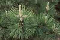 Tuinplant.nl Oostenrijkse den Boomvorm